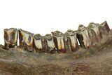 Pleistocene Aged Fossil Bison Jaw Bone - Kansas #152245-2